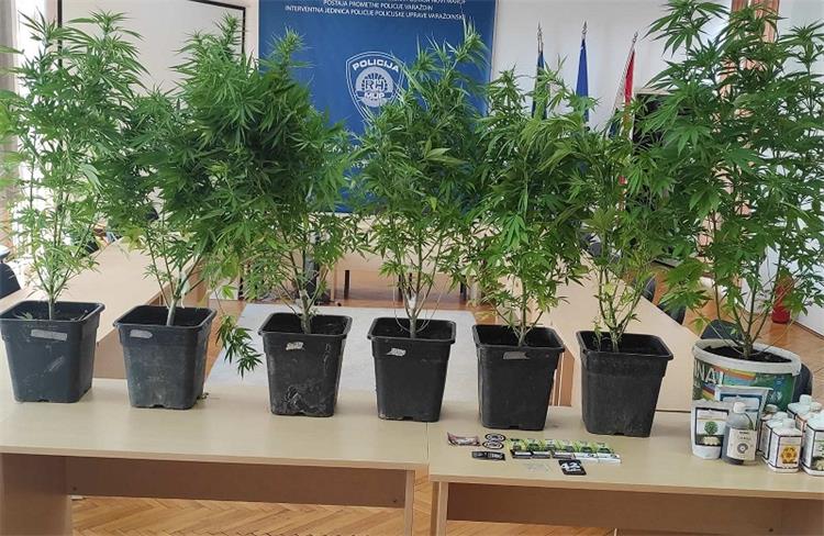 Slika \PU_V\vijesti\2023\Indijska konoplja\20230905_084459.jpg